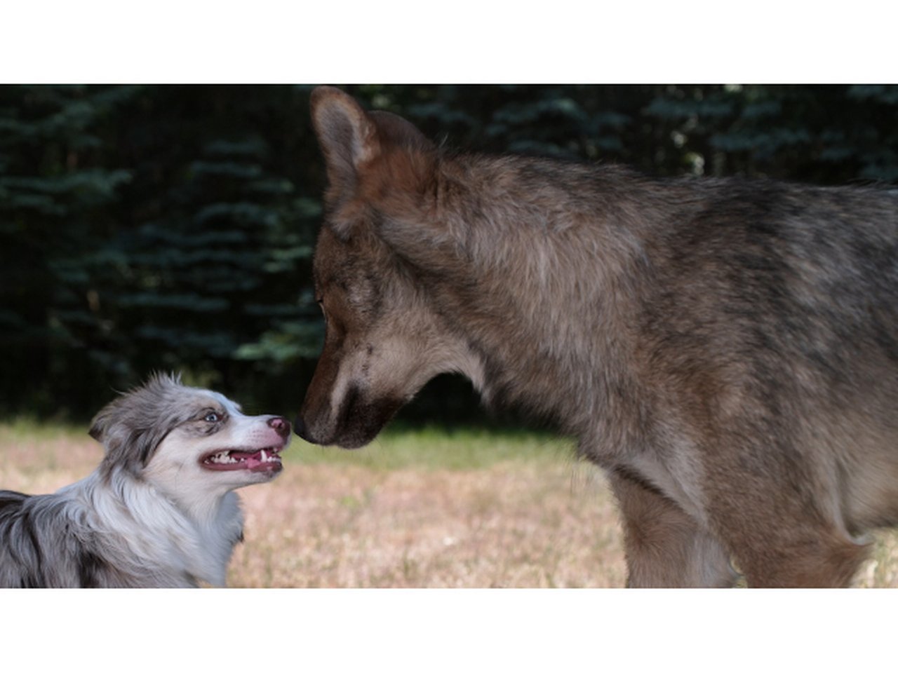 Asta Gröting Wolf and Dog, 2021 Videostill 4K UHD-Video, Farbe, Ton, 9:58 min © VG Bild-Kunst, Bonn 2025